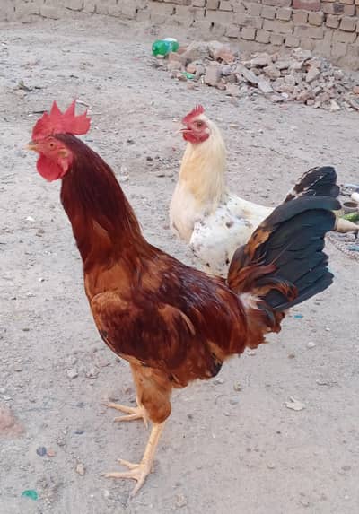 pair fresh patha pathi golden misri  Murga or murgie for sale hee