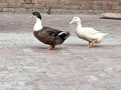 Top Quality Ducks (Pair). . . . /03719055503/