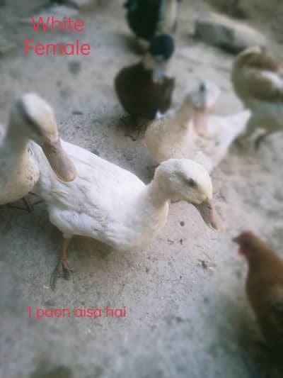 female duck for sale
