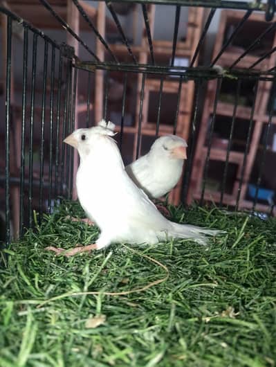 crusted white Bangalise and zebra finch
