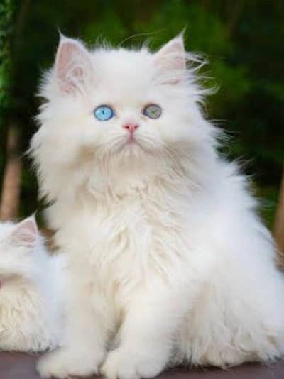 kittens | Persian Kittens | Triple Coated Kittens For Sale