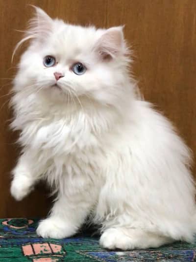 kittens | Persian Kittens | Triple Coated Kittens For Sale