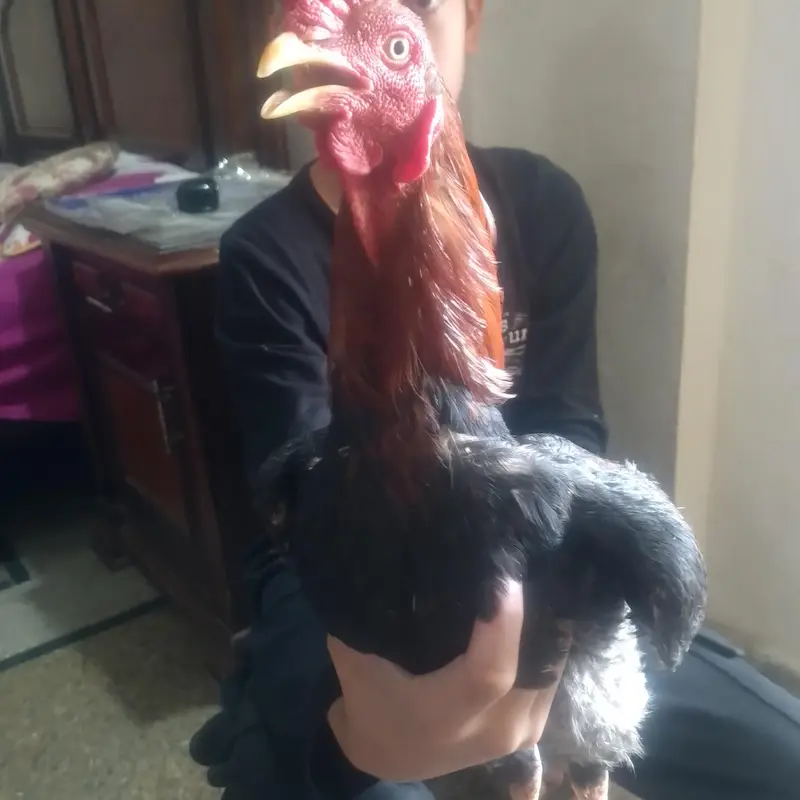 Sindhi nasal — photo 6