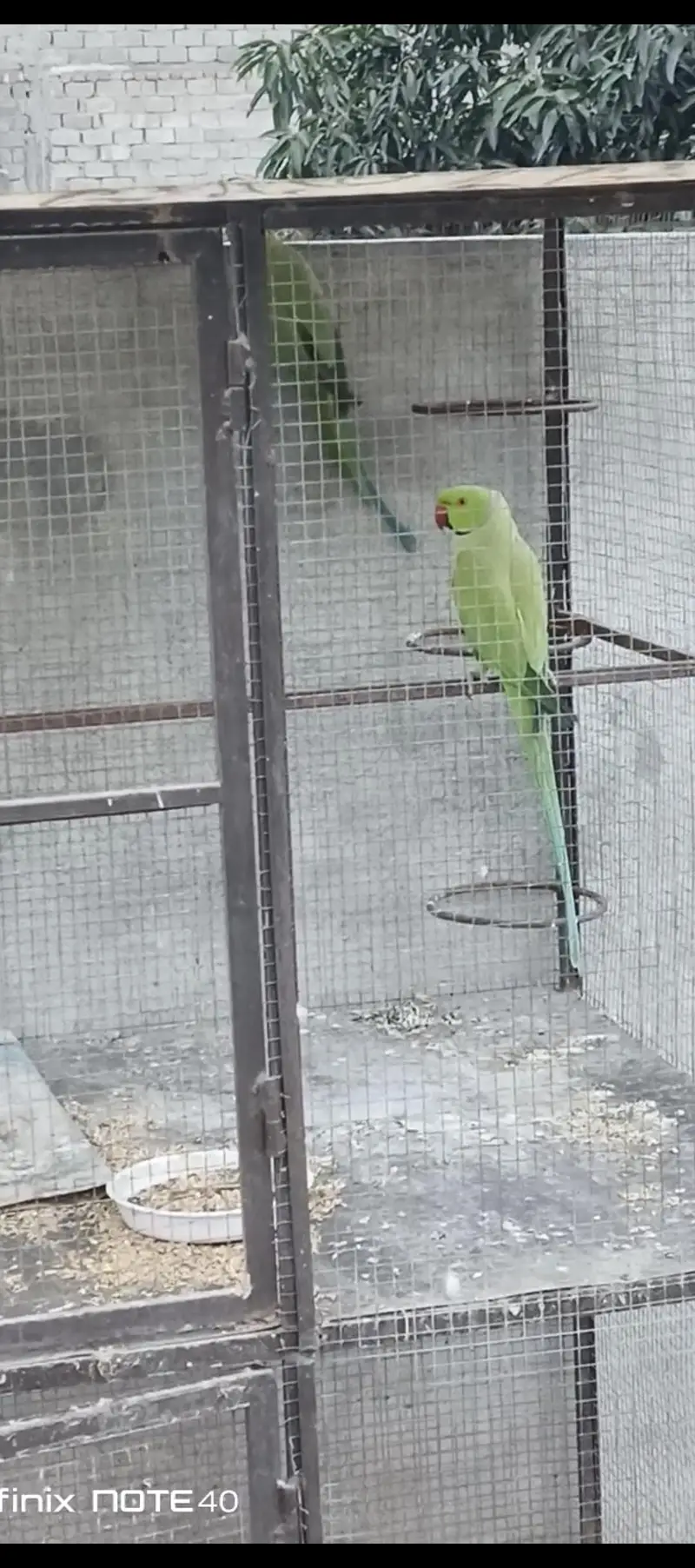 Breeding pair with chicks available