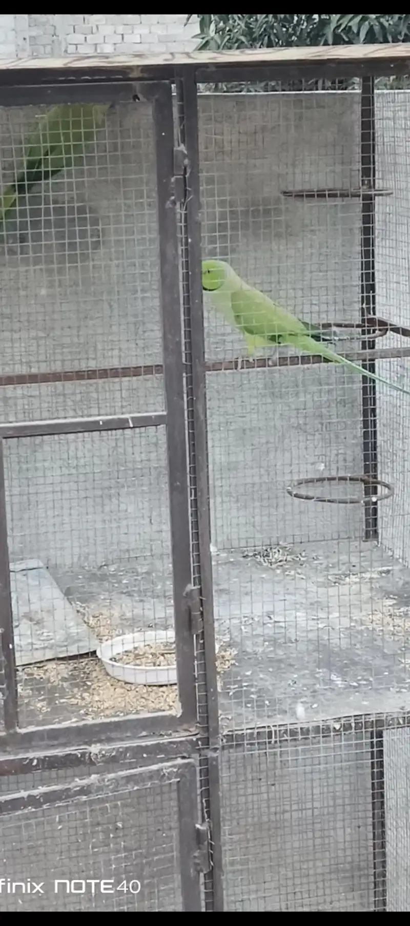 Breeding pair with chicks available — photo 2