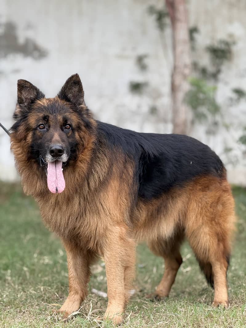 German shepherd 1