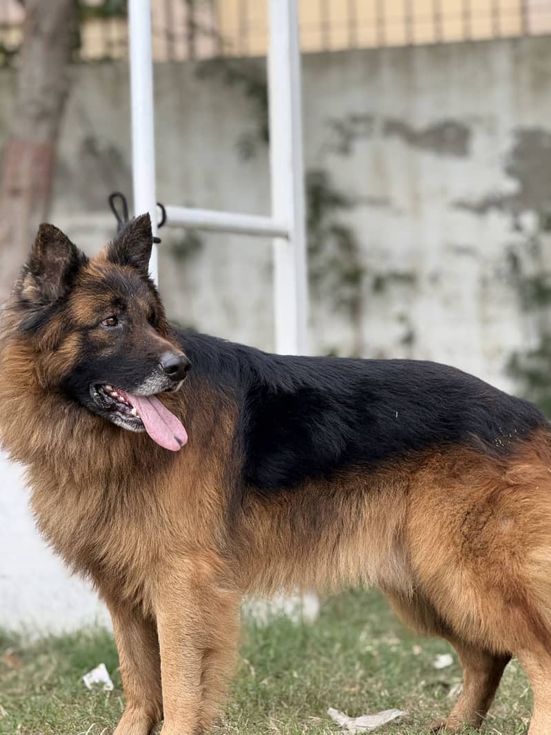 German shepherd 2
