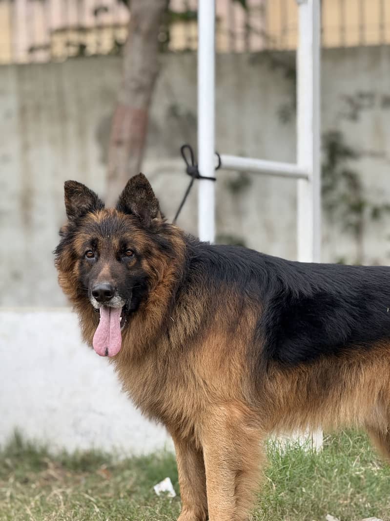 German shepherd 3