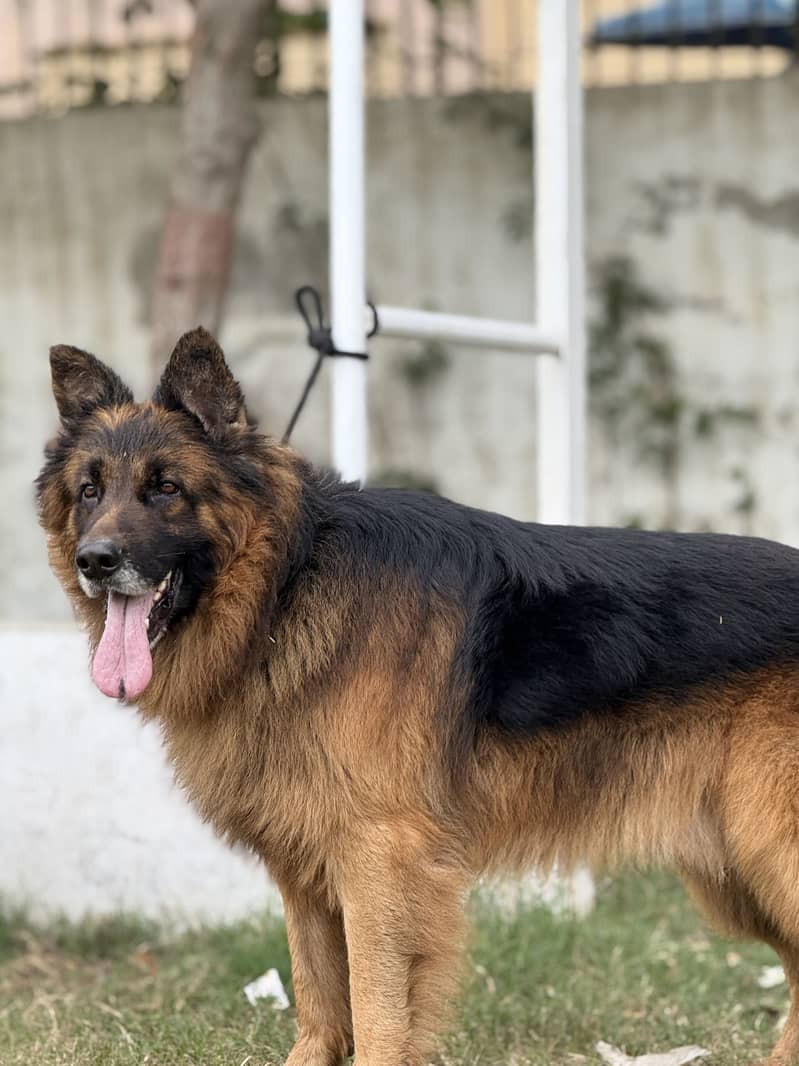 German shepherd 4