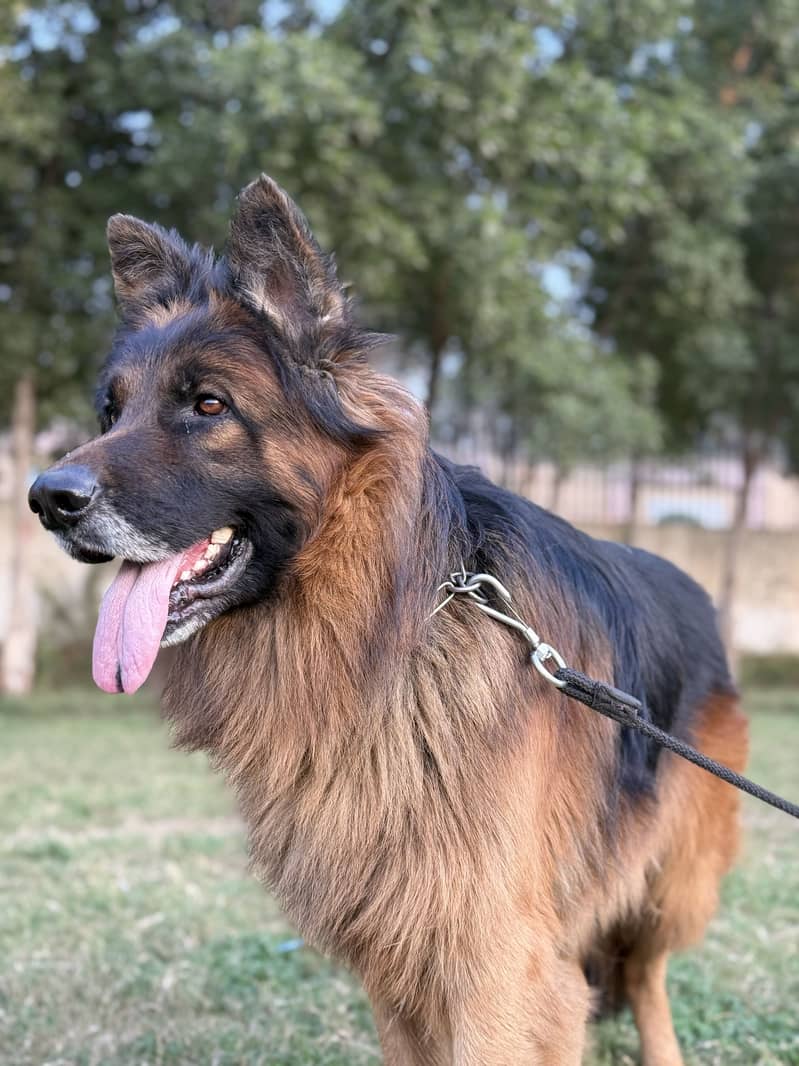 German shepherd 5