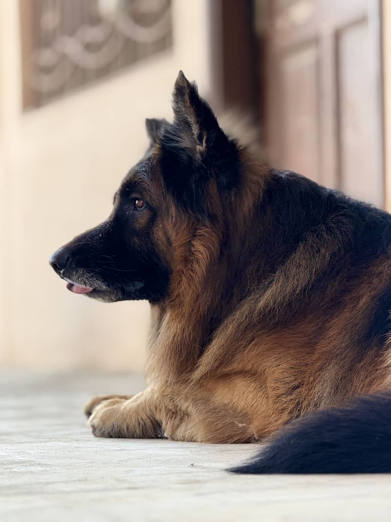 German shepherd 6
