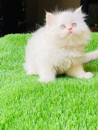 kittens | Persian Kittens | Triple Coated Kittens For Sale