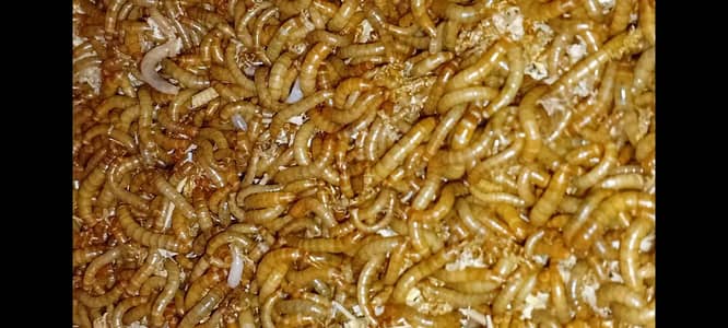 Live Mealworms – Bird & Fish Feed High Protein