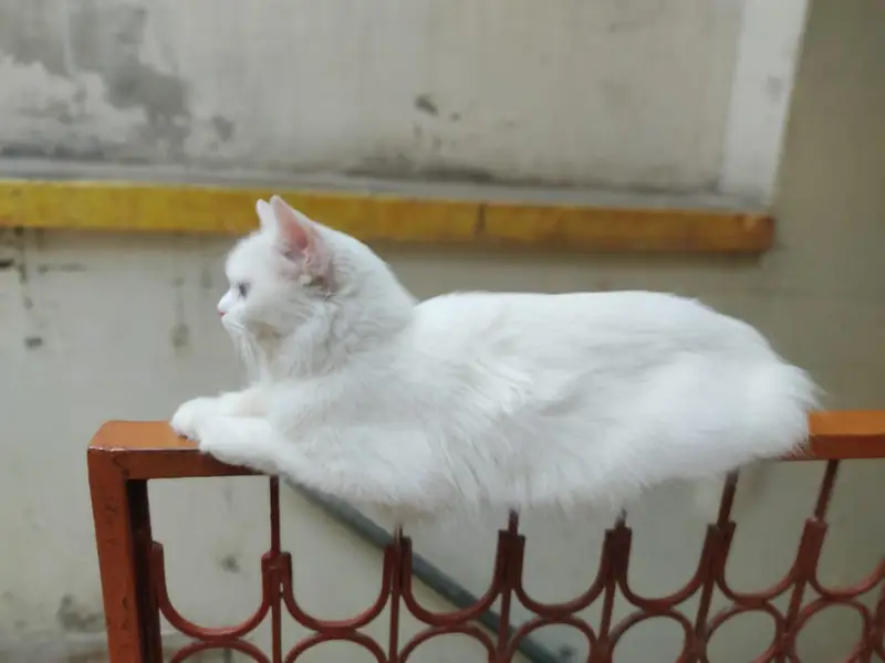 Persian female cat