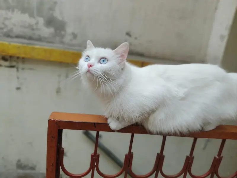 Persian female cat — photo 2