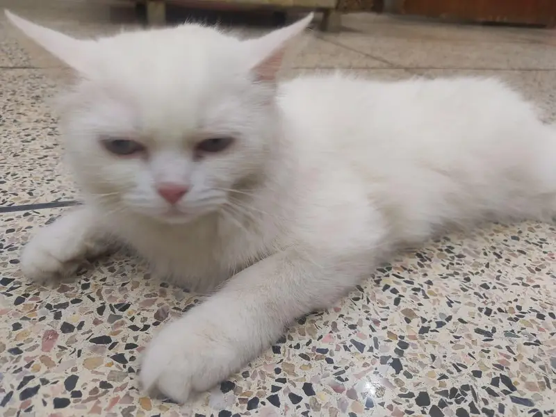 Persian female cat — photo 3