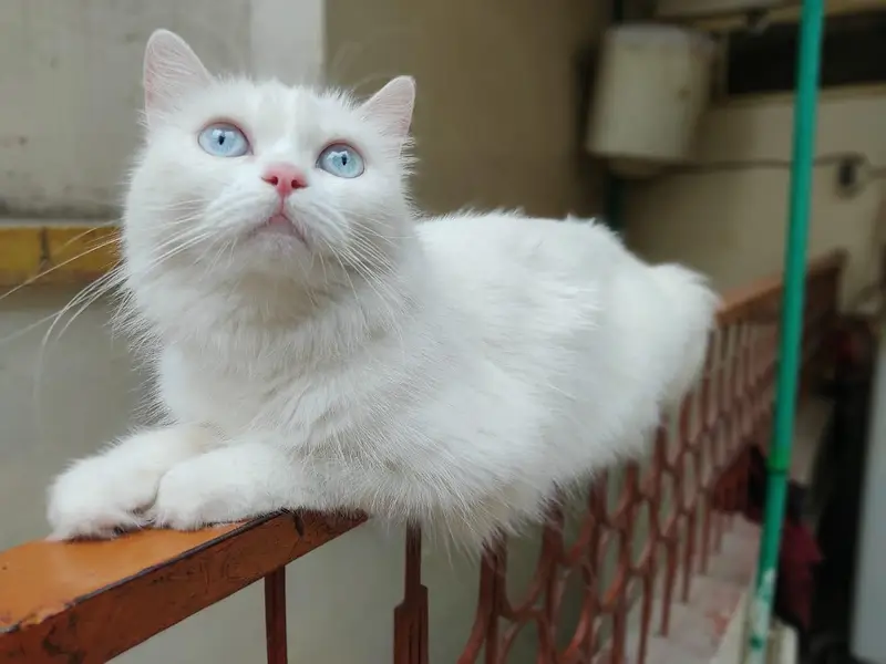 Persian female cat — photo 4