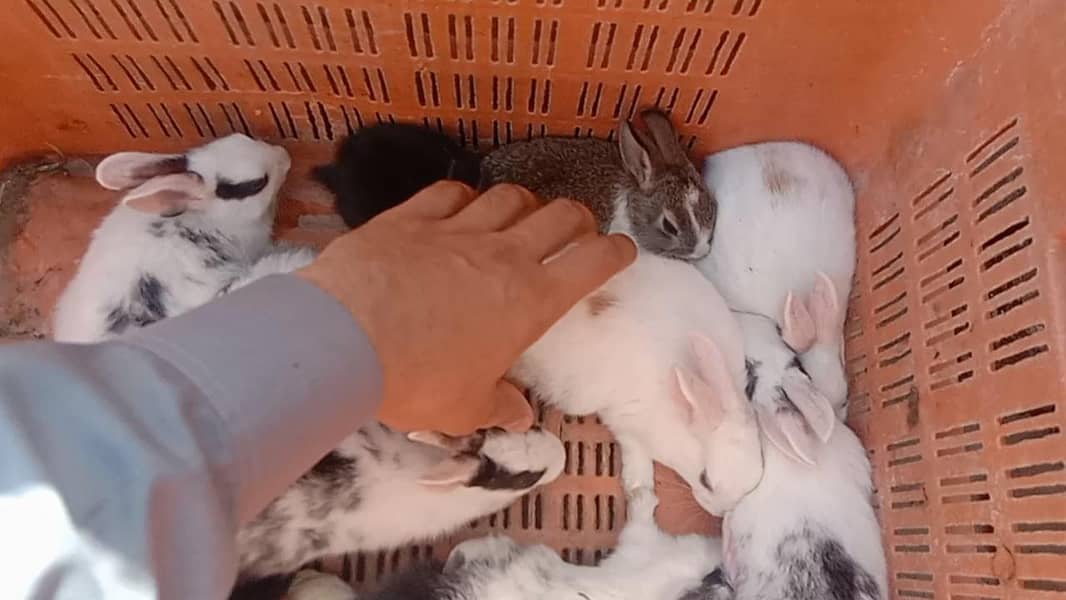 rabbit baby for sale 03224186572 - Rabbits - 1113598567