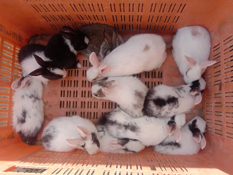 rabbit baby for sale 03224186572 - Rabbits - 1113598567