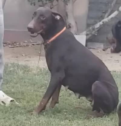 Doberman female