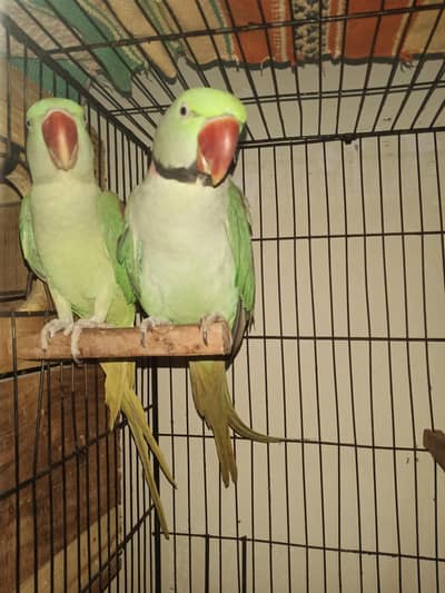Kashmir raw parrot  pair urgent sale