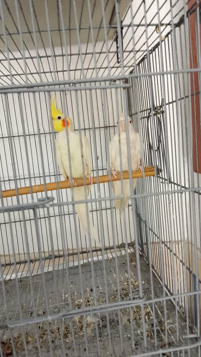 COAKTAIL URGENT SALE