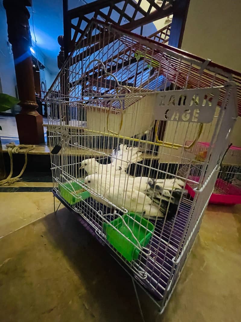 fancy pigeons 0