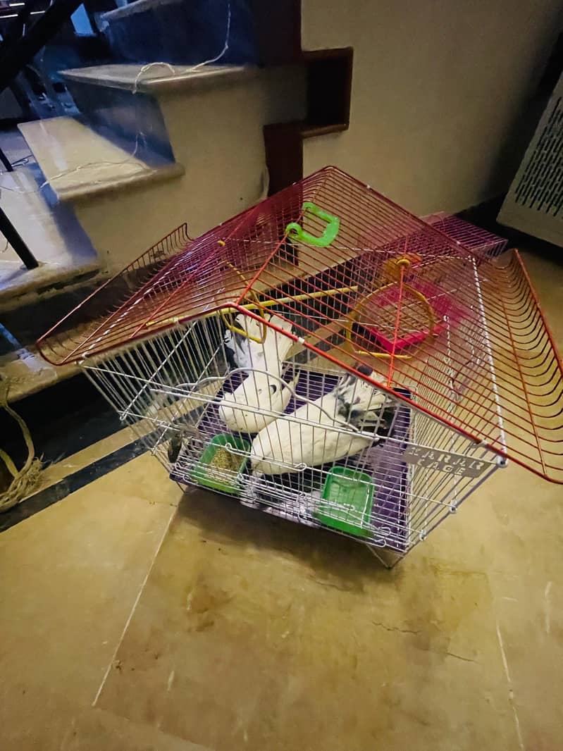 fancy pigeons 1