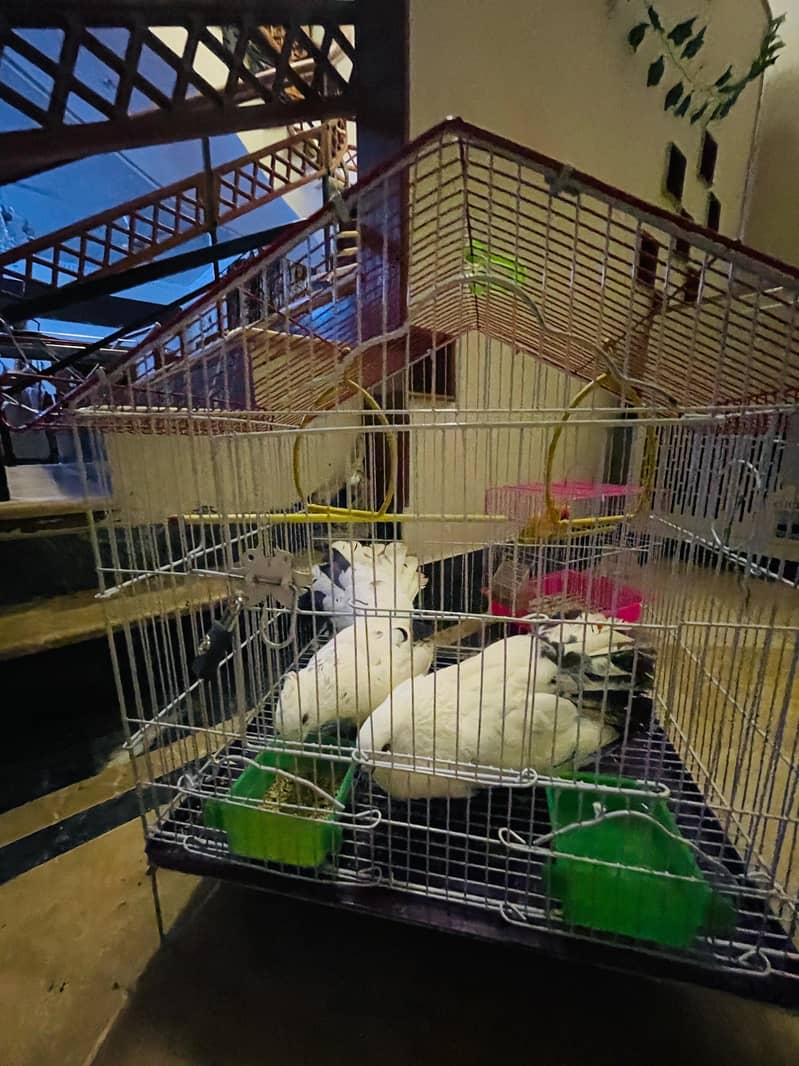 fancy pigeons 2