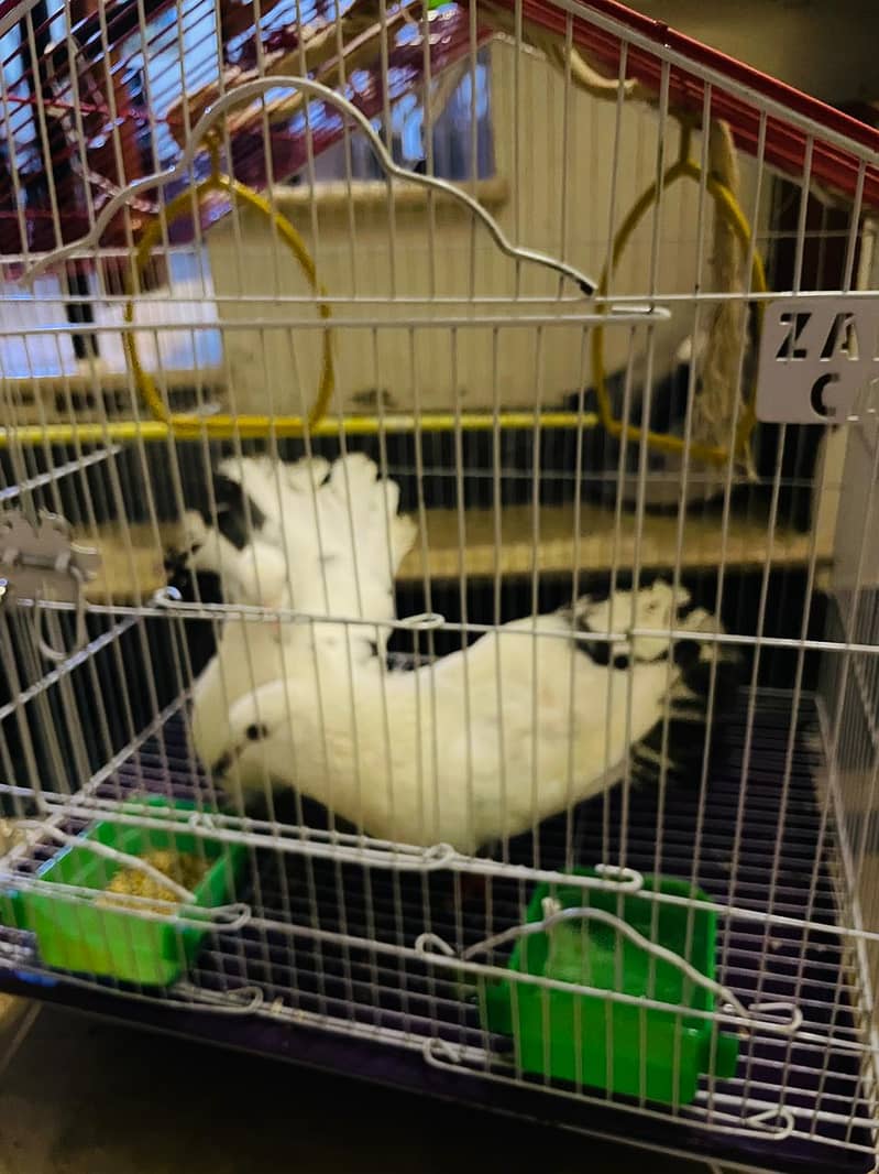 fancy pigeons 3