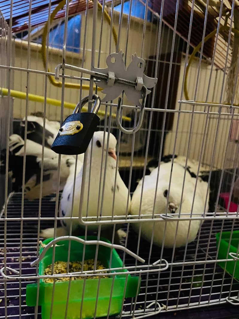 fancy pigeons 4