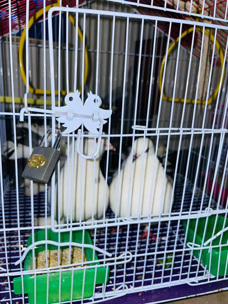 fancy pigeons 5
