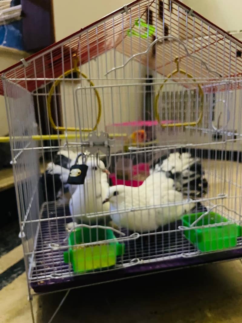 fancy pigeons 8