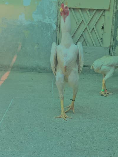 White Japanese shamo male