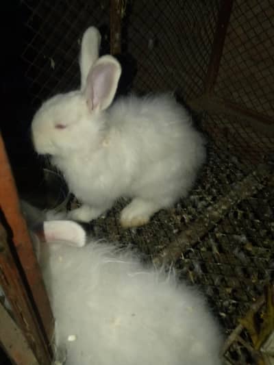 Angora White Rabbit pair for Sale