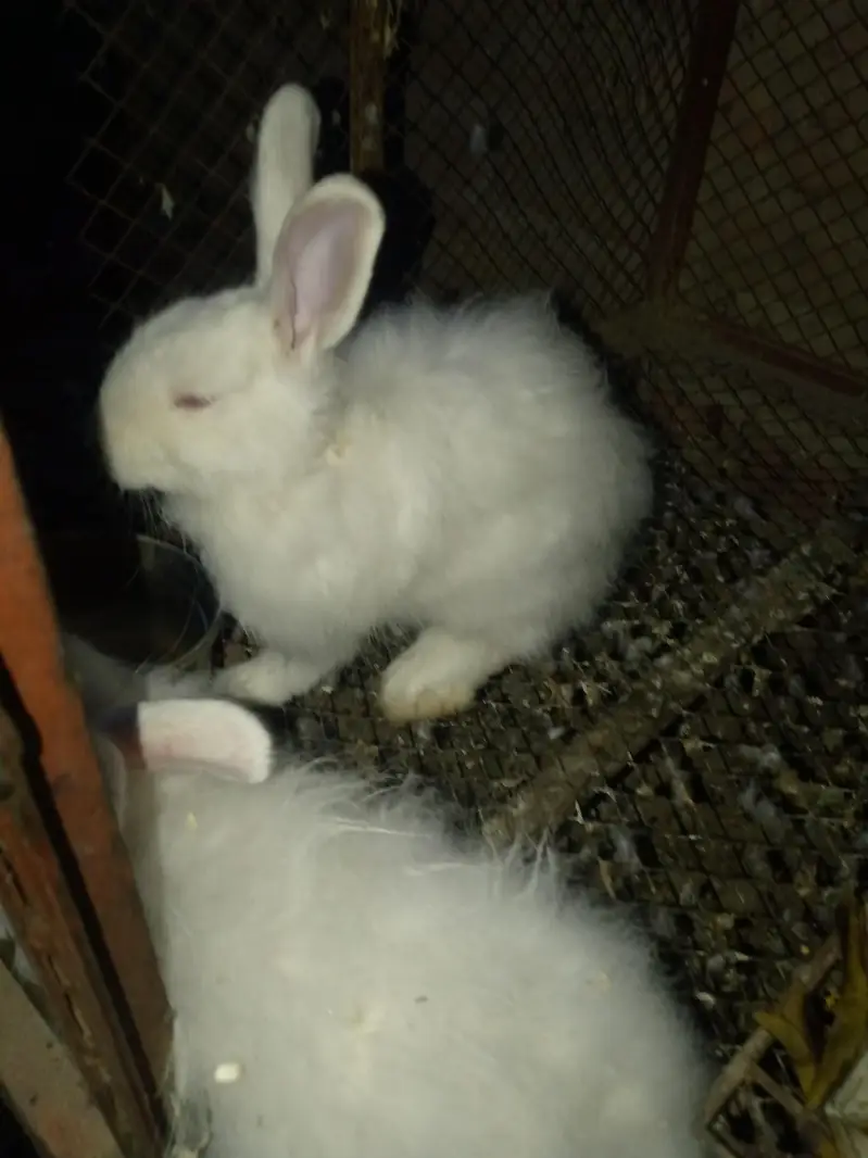 Angora White Rabbit pair for Sale — photo 2