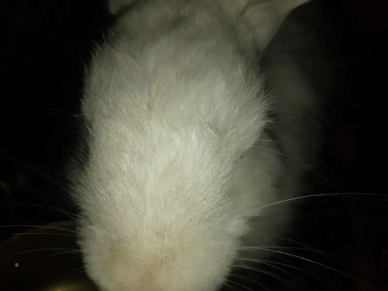 Angora White Rabbit pair for Sale — photo 4