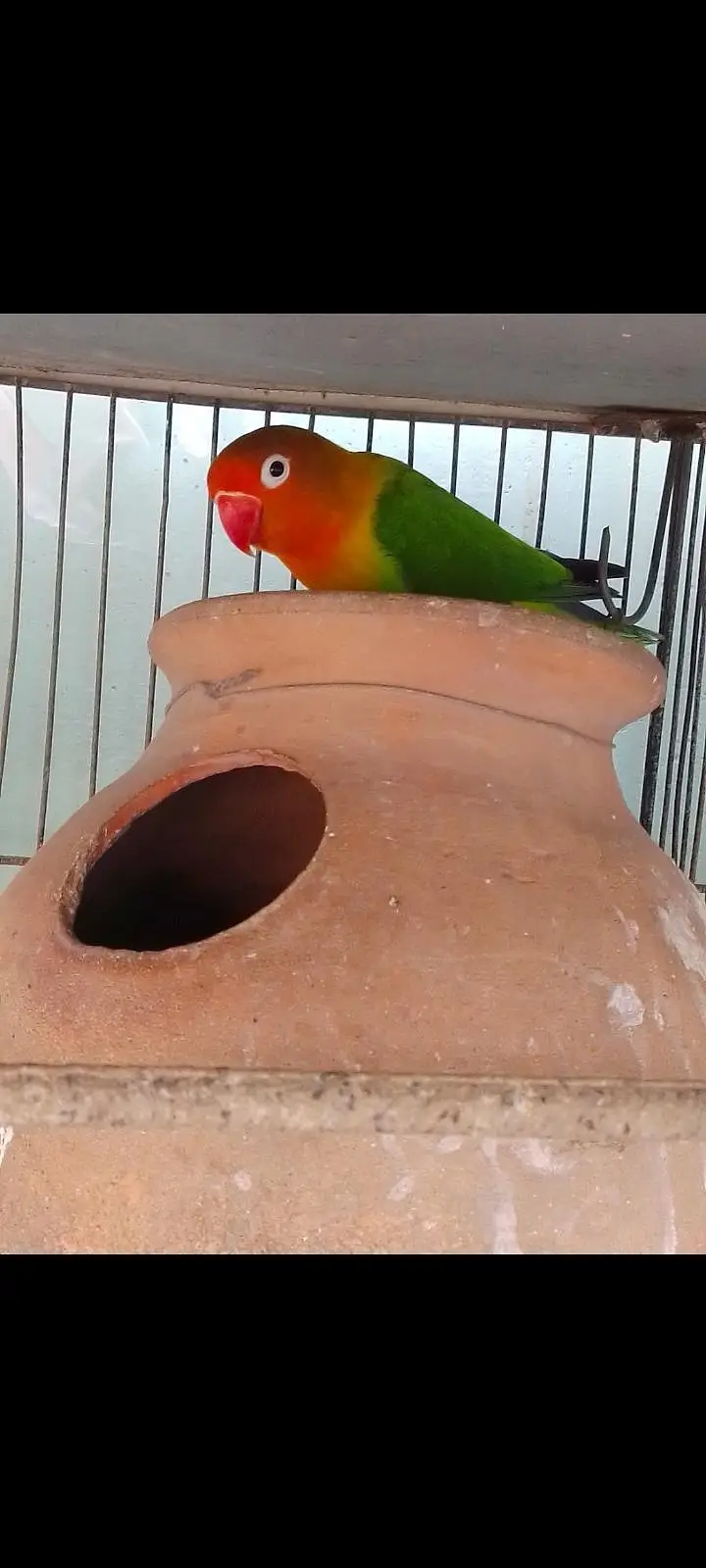 urgent for sale cages only 3 cages sale and birds — photo 7