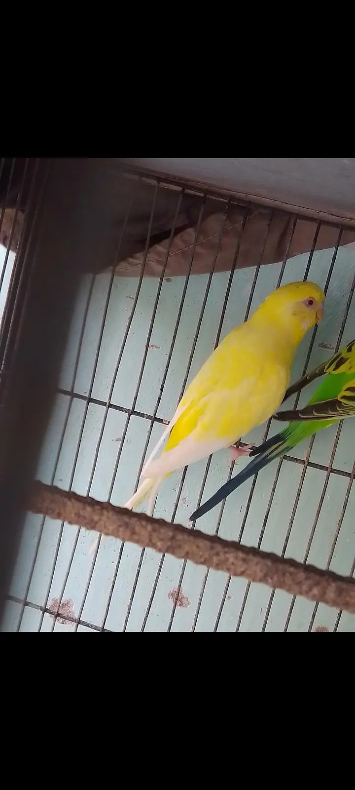 urgent for sale cages only 3 cages sale and birds — photo 8