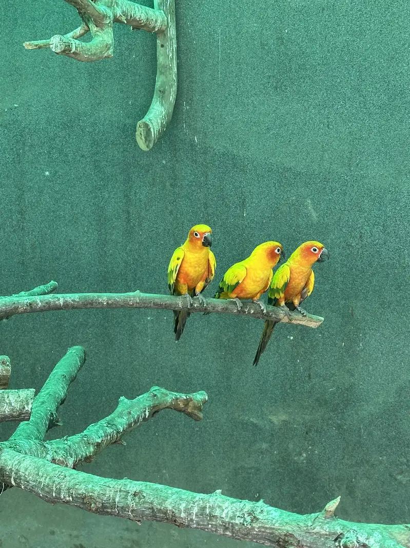 Sun Conures - Excellent Quality With DNA — photo 4