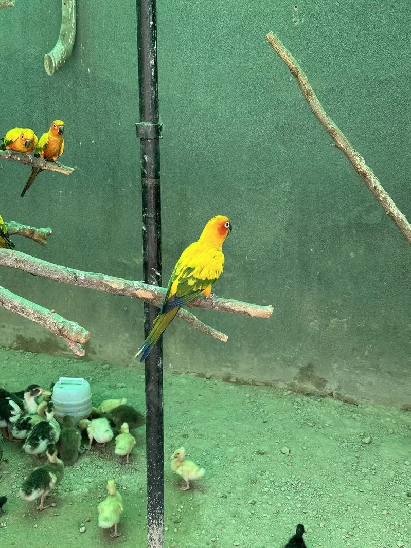 Sun Conures - Excellent Quality With DNA — photo 6