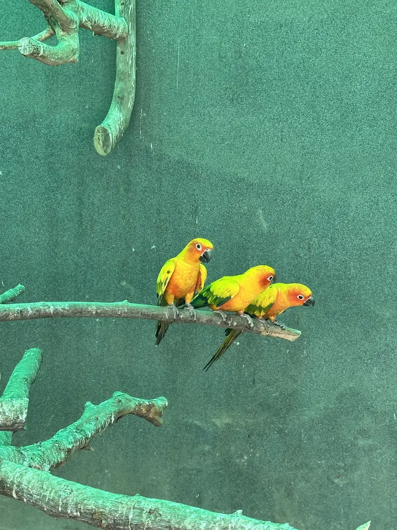 Sun Conures - Excellent Quality With DNA — photo 8