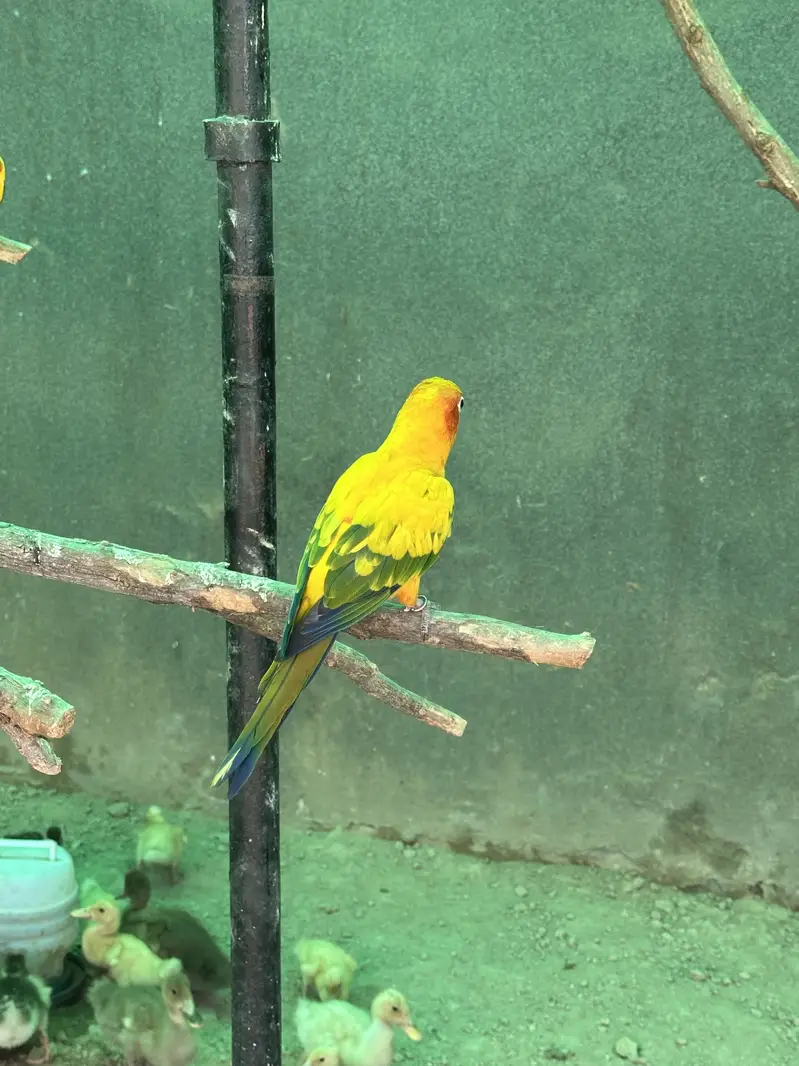 Sun Conures - Excellent Quality With DNA — photo 9