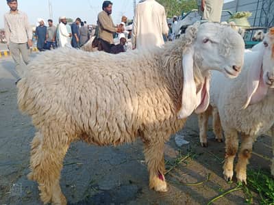 chatra 4 sale