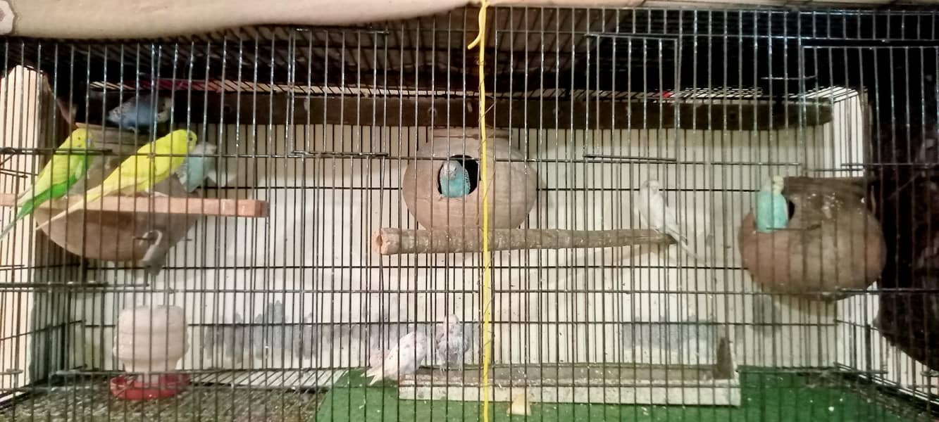 folding cage 2