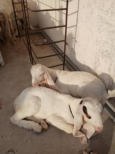 gulabi bacha