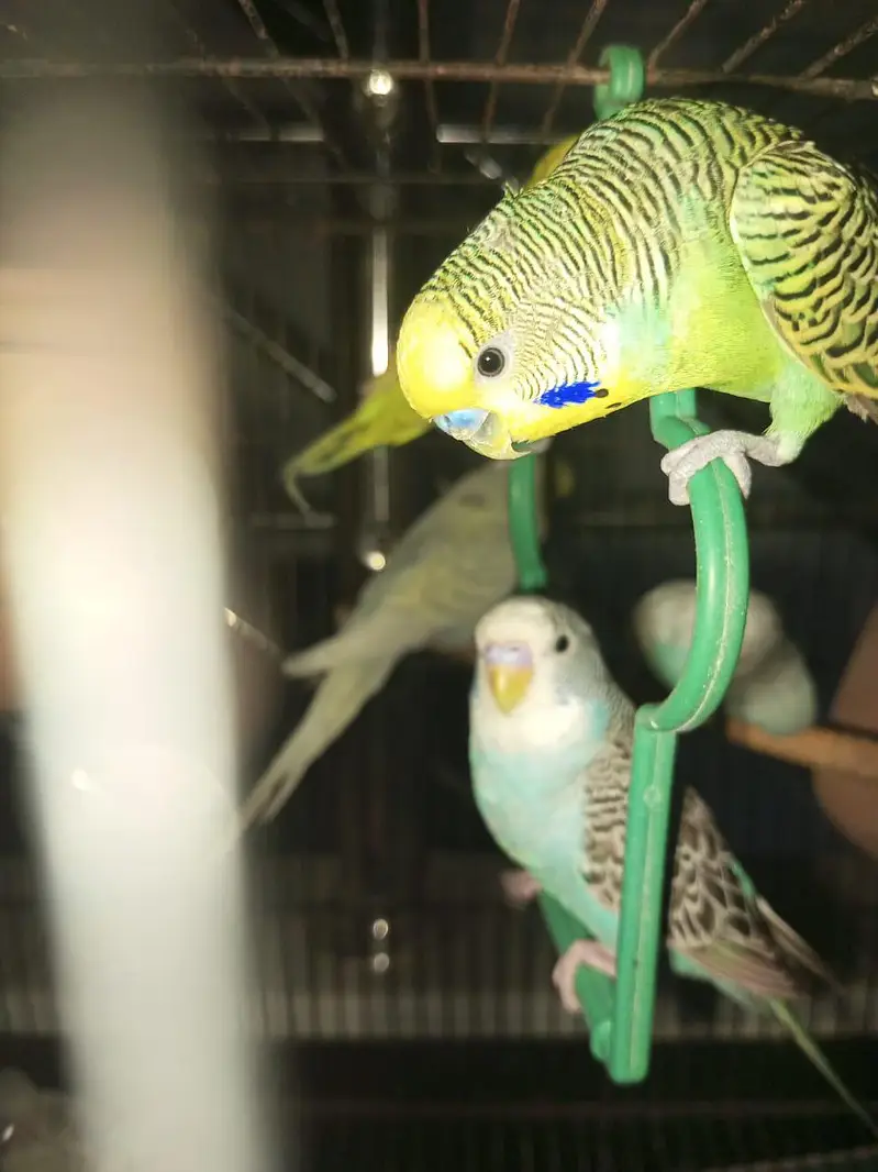 king size exhibition and Australian parrot