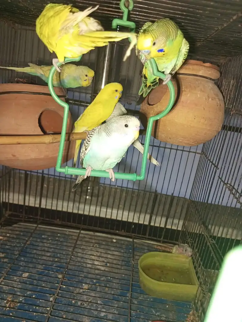 king size exhibition and Australian parrot — photo 2