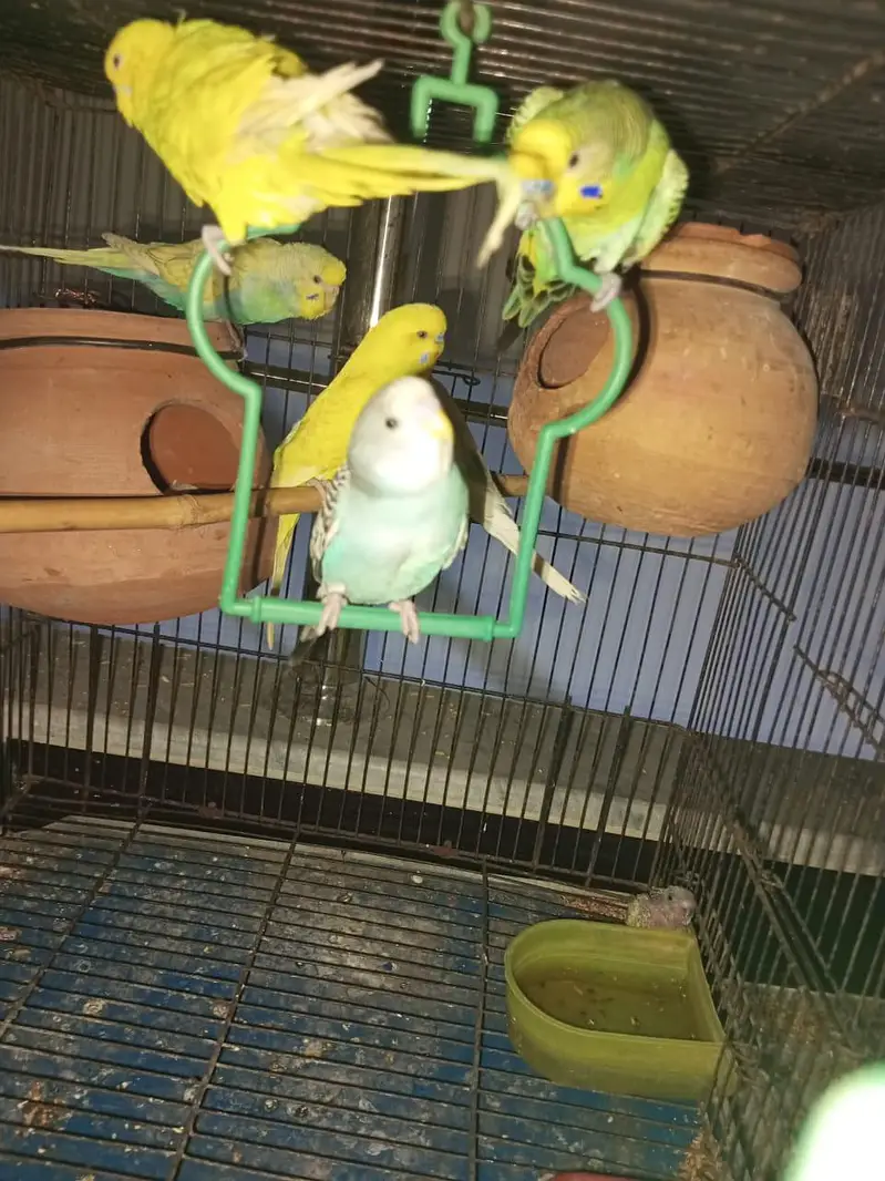 king size exhibition and Australian parrot — photo 3