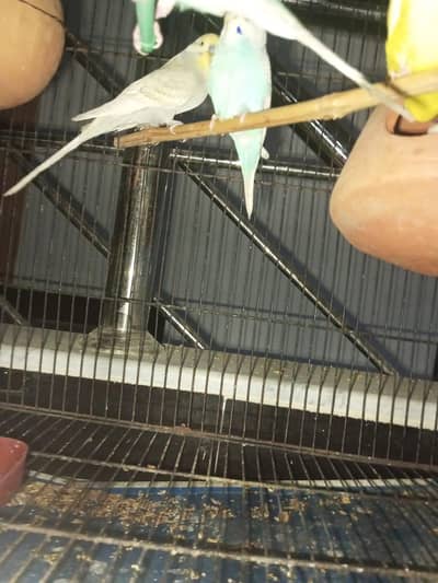 under size exhibition and Australian parrot